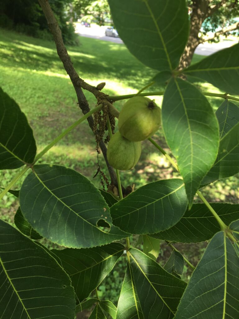 Pignut Hickory, "Carya glabra" nut on tree