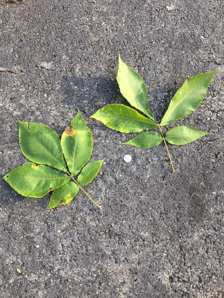 Pignut Hickory, "Carya glabra" leaves in relation to quarter