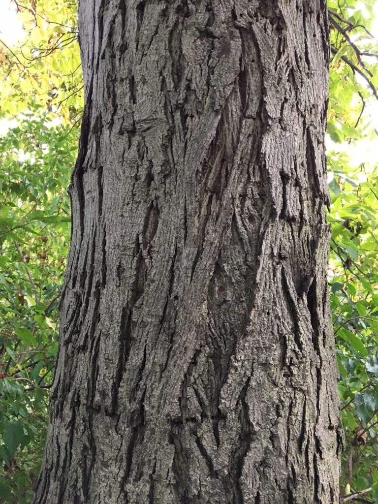 Pignut Hickory, "Carya glabra" bark