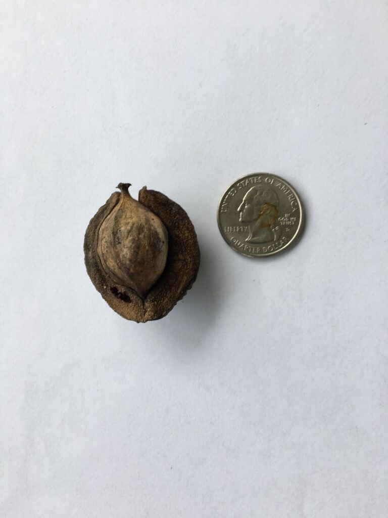Pignut Hickory, "Carya glabra" nut in relation to quarter