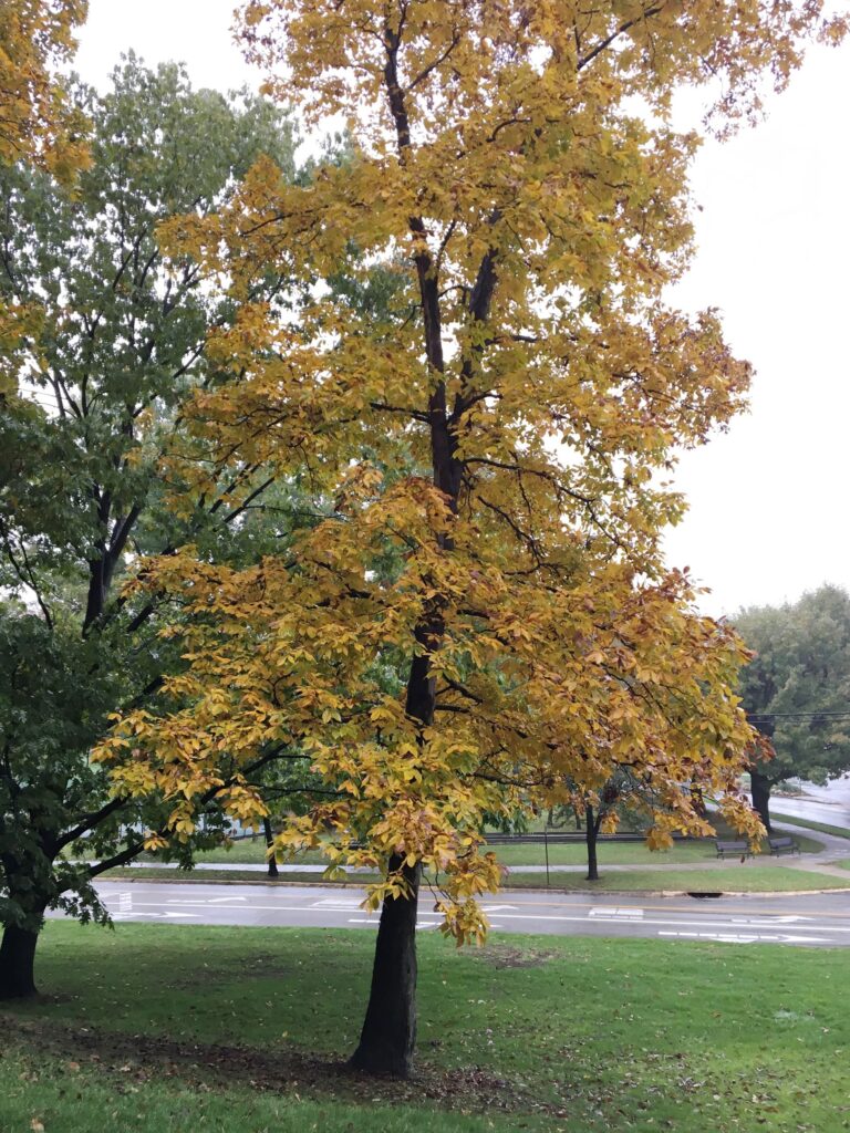 Pignut Hickory, "Carya glabra" tree