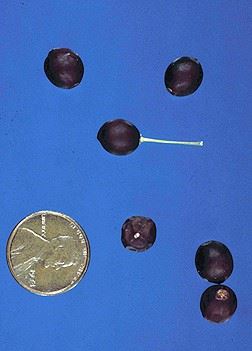 Northern Hackberry, "Celtis occidentalis" berries in relation to quarter