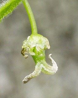 Northern Hackberry, "Celtis occidentalis" bud