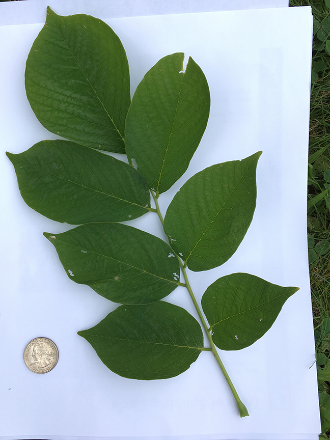 Yellowwood, "Cladrastis kentukea" leaves in relation to quarter