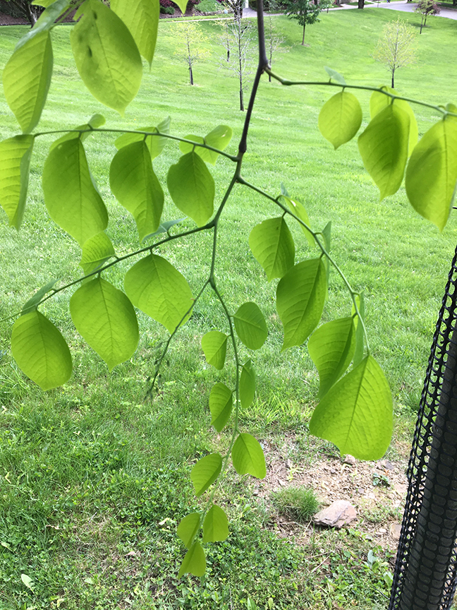 Yellowwood, "Cladrastis kentukea" leaves on branch