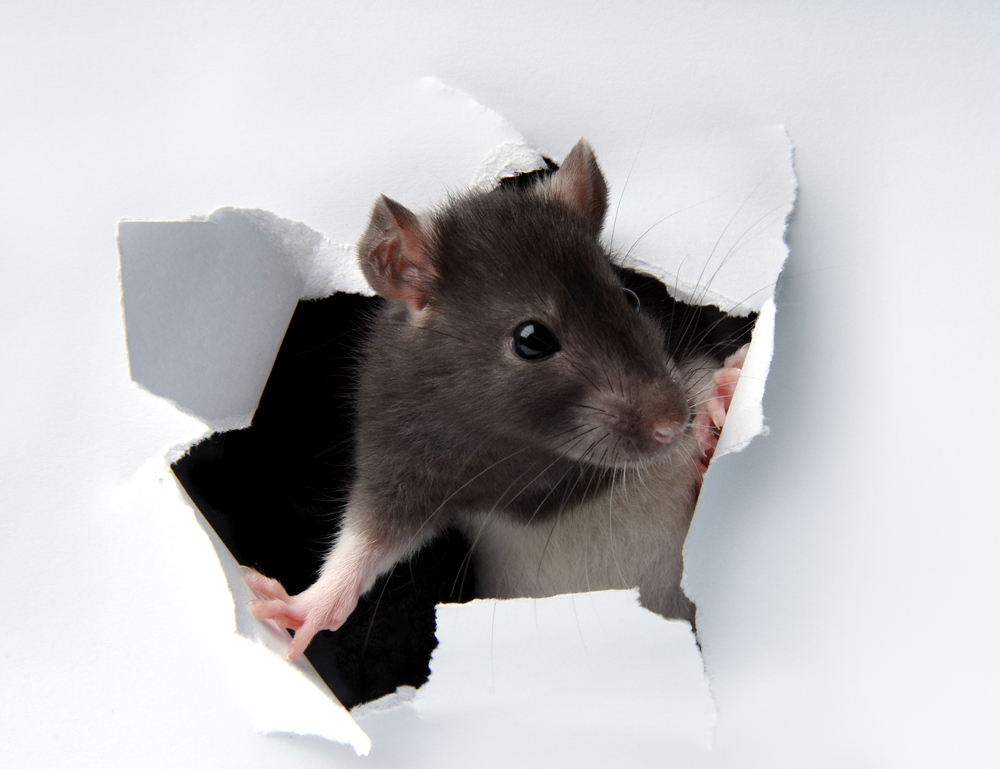A mouse bursting through a white wall