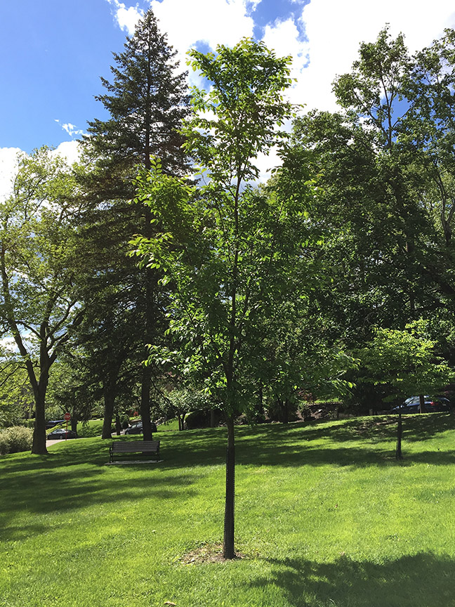 Princeton American Elm, "Ulmus americana ‘Princeton’" tree