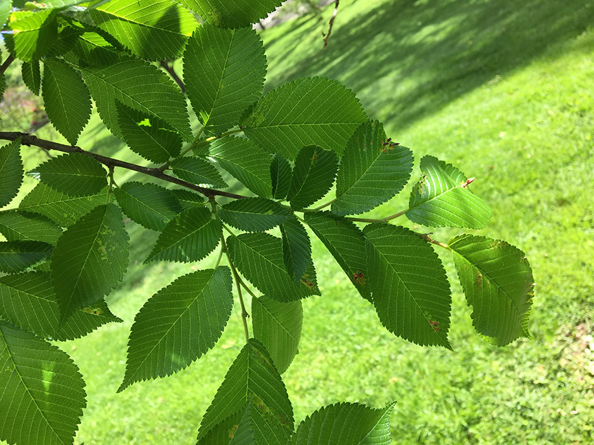Princeton American Elm, "Ulmus americana ‘Princeton’" leaves on branches