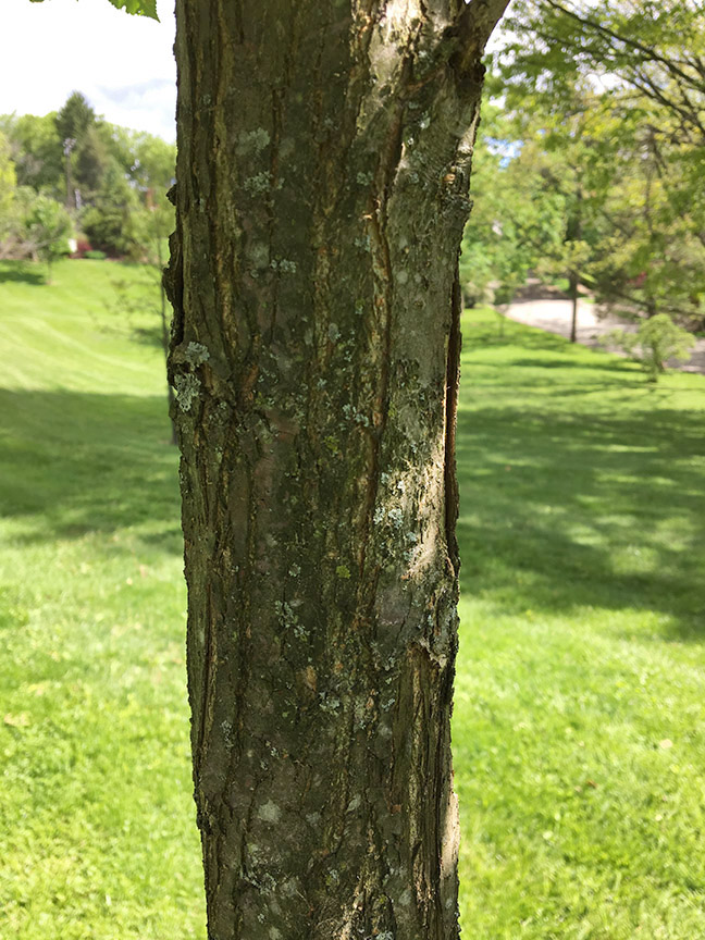 Princeton American Elm, "Ulmus americana ‘Princeton’" bark