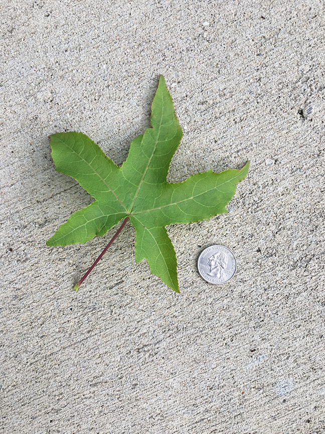 Sweet Gum, "Liquidambar styraciflua" leaf in relation to quarter