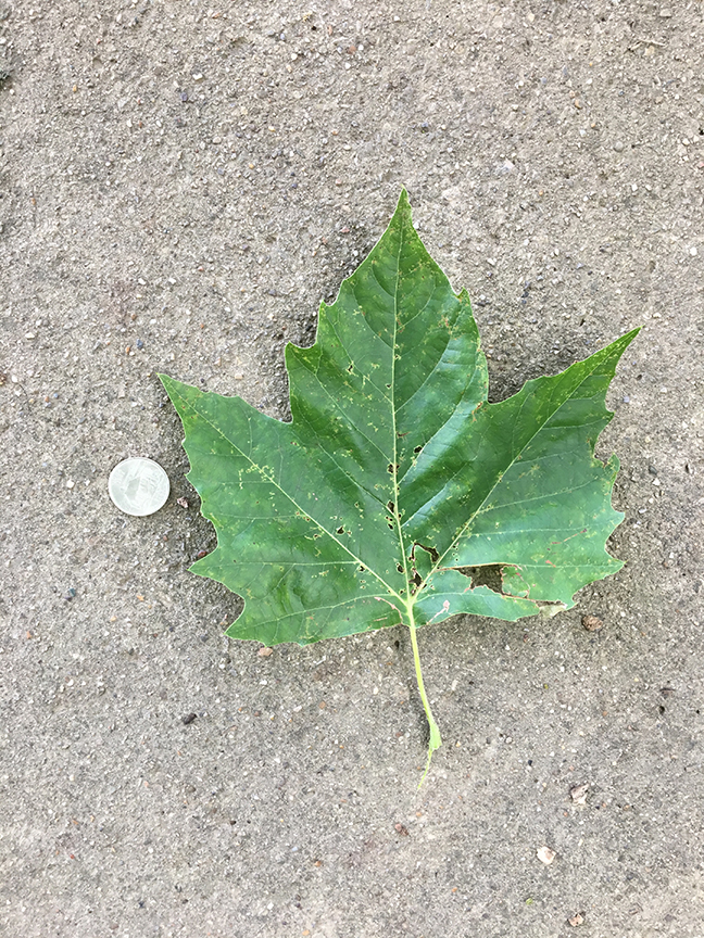 London Plane, "Platanus x acerifolia" leaf compared to quarter
