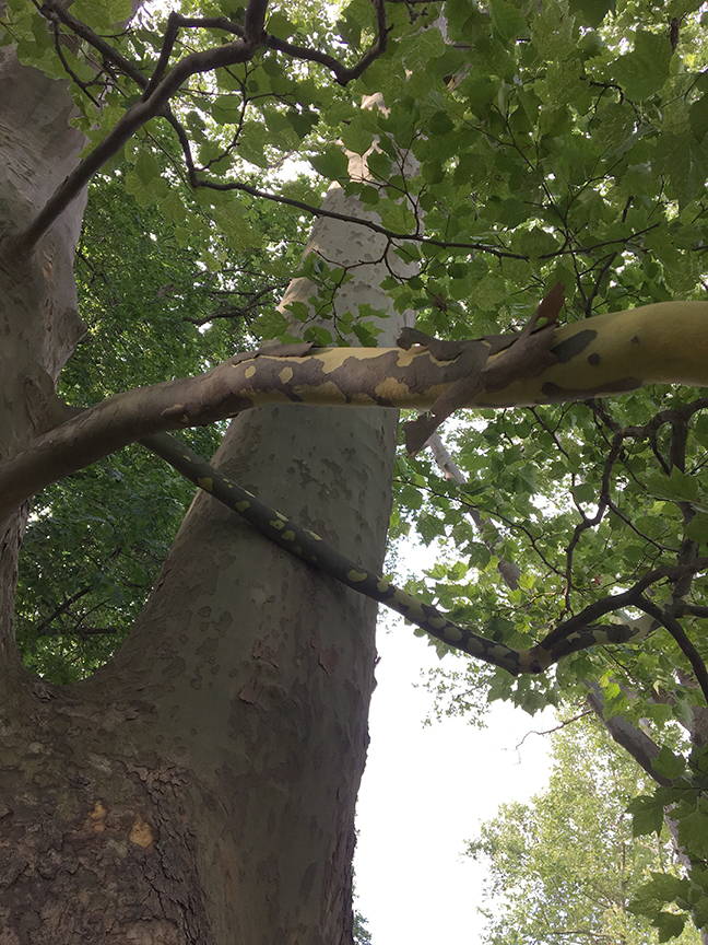 London Plane, "Platanus x acerifolia" bark on tree trunk