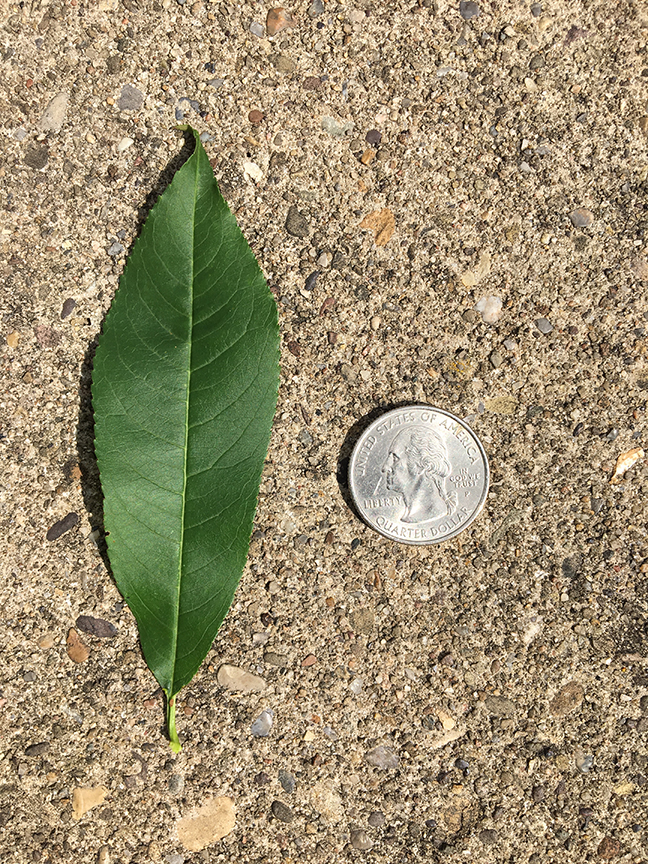Peach, "Prunus persica" leaf in relation to quarter