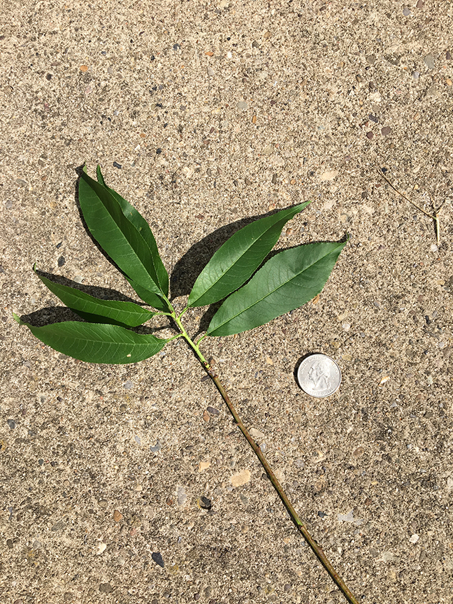 Peach, "Prunus persica" twig and leaves in relation to quarter