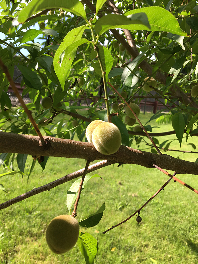 Peach, "Prunus persica" fruit on the tree