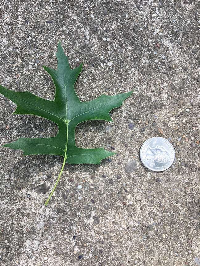 Pin Oak, "Quercus palustris" leaf in relation to quarter