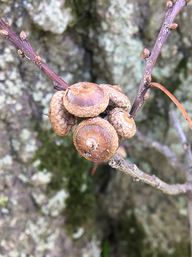 Pin Oak, "Quercus palustris" cone seeds on a twig
