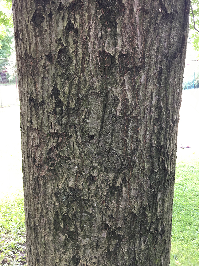 Pin Oak, "Quercus palustris" bark