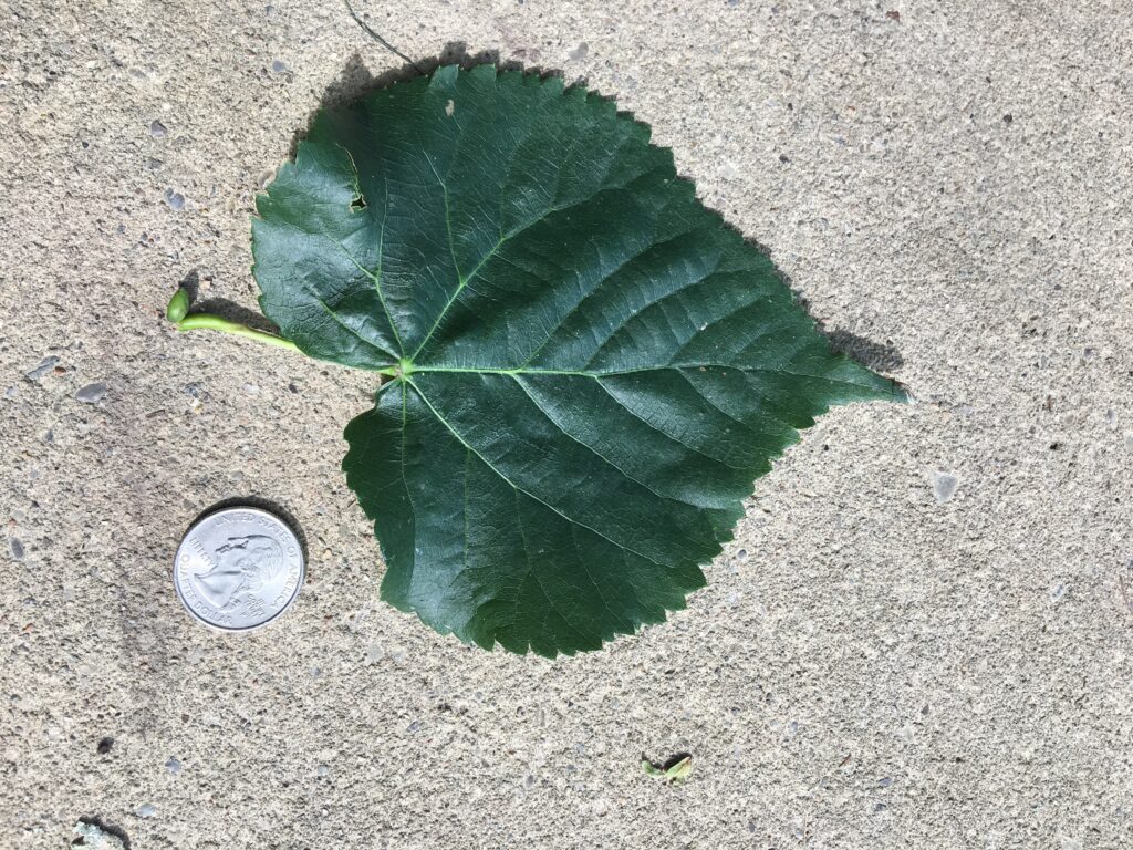 Littleleaf Linden, "Tilia cordata" leaf comparison to quarter