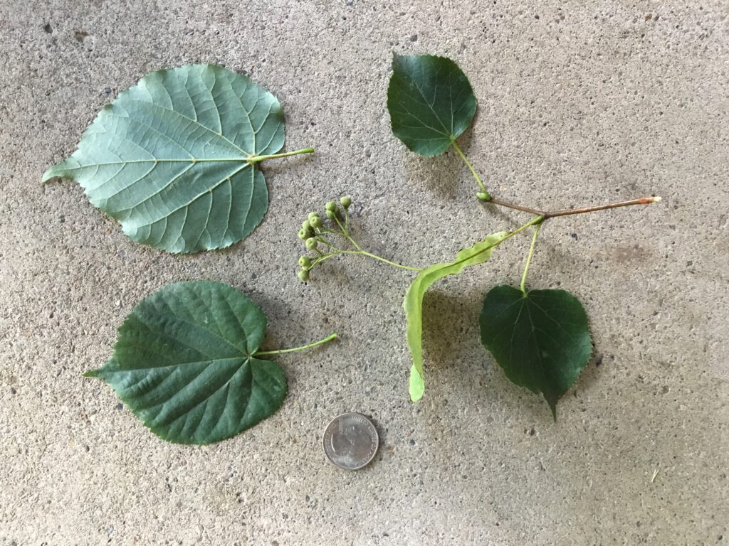 Littleleaf Linden, "Tilia cordata" leaves and buds compared to quarter