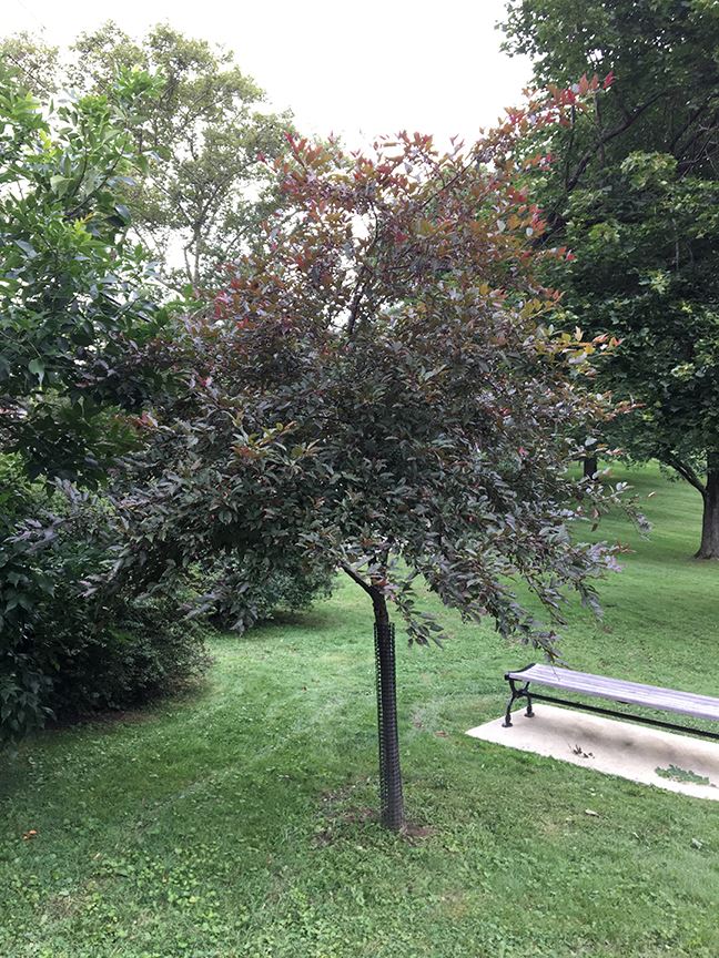 Profusion Flowering Crabapple, "Malus x moerlandsii ‘Profusion’" tree